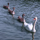 Swans